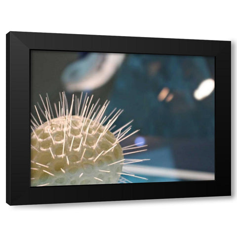 Underwater World 34 Black Modern Wood Framed Art Print by Dag, Inc.