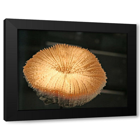 Underwater World 39 Black Modern Wood Framed Art Print by Dag, Inc.