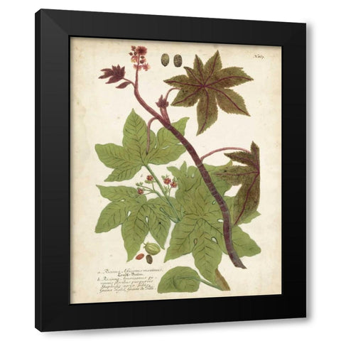 Weinmann Tropical Plants II Black Modern Wood Framed Art Print by Weinmann, Johann
