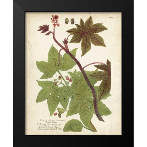 Weinmann Tropical Plants II Black Modern Wood Framed Art Print by Weinmann, Johann