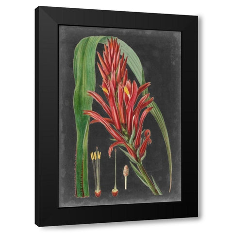 Dramatic Tropicals II Black Modern Wood Framed Art Print with Double Matting by Vision Studio