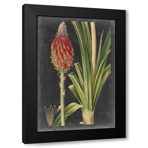 Dramatic Tropicals IV Black Modern Wood Framed Art Print with Double Matting by Vision Studio