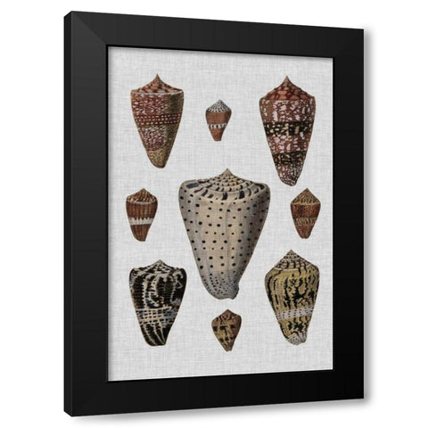 Shell Display I Black Modern Wood Framed Art Print with Double Matting by Diderot, Denis