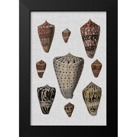 Shell Display I Black Modern Wood Framed Art Print by Diderot, Denis