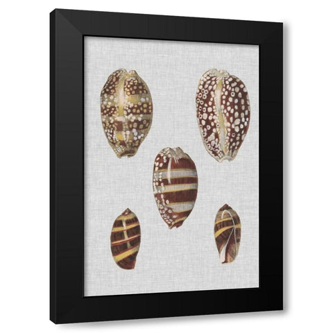 Shell Display II Black Modern Wood Framed Art Print with Double Matting by Diderot, Denis