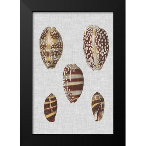 Shell Display II Black Modern Wood Framed Art Print by Diderot, Denis