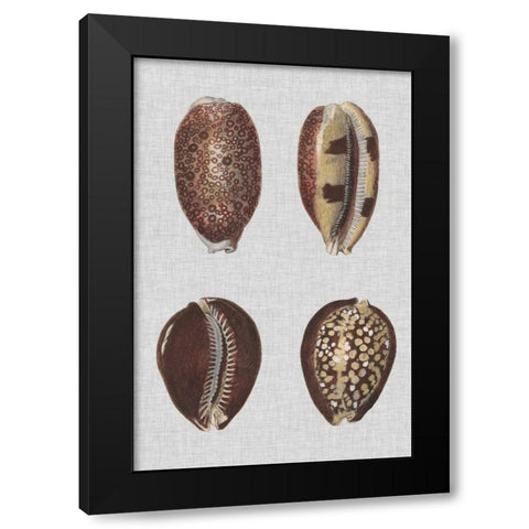 Shell Display III Black Modern Wood Framed Art Print with Double Matting by Diderot, Denis