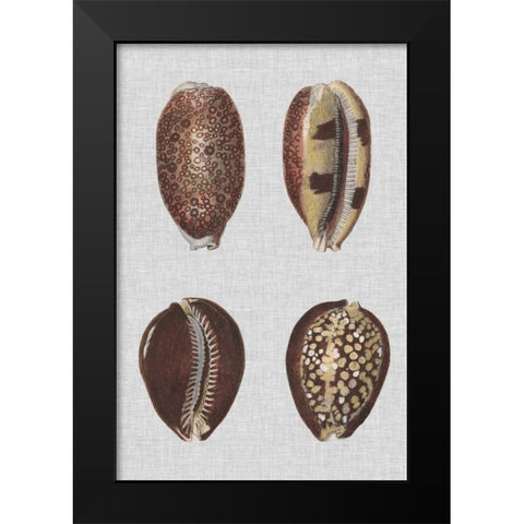 Shell Display III Black Modern Wood Framed Art Print by Diderot, Denis