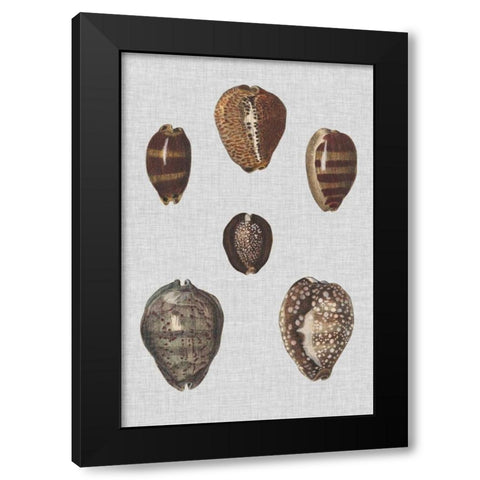 Shell Display IV Black Modern Wood Framed Art Print with Double Matting by Diderot, Denis