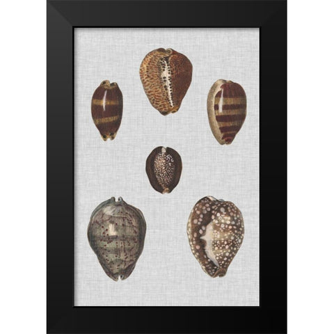 Shell Display IV Black Modern Wood Framed Art Print by Diderot, Denis