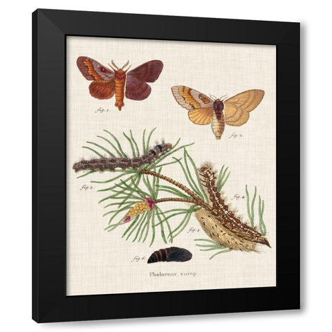 Life Cycle of a Moth II Black Modern Wood Framed Art Print with Double Matting by Esper, Johann