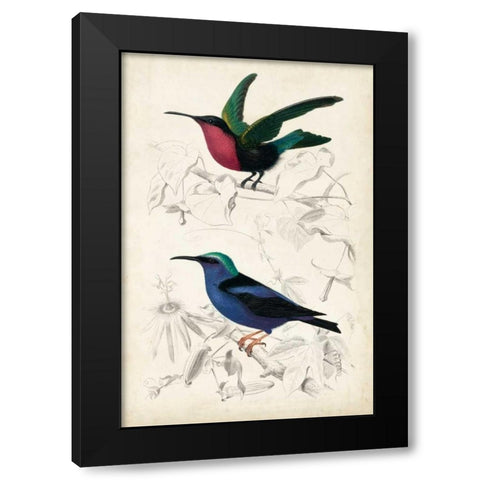 DOrbigny Birds I Black Modern Wood Framed Art Print with Double Matting by D Orbigny, M. Charles