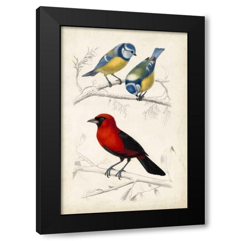 DOrbigny Birds III Black Modern Wood Framed Art Print with Double Matting by D Orbigny, M. Charles