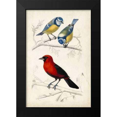 DOrbigny Birds III Black Modern Wood Framed Art Print by D Orbigny, M. Charles