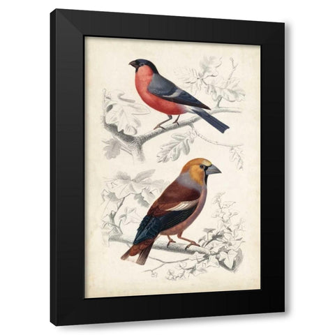 D Orbigny Birds IV Black Modern Wood Framed Art Print with Double Matting by D Orbigny, M. Charles