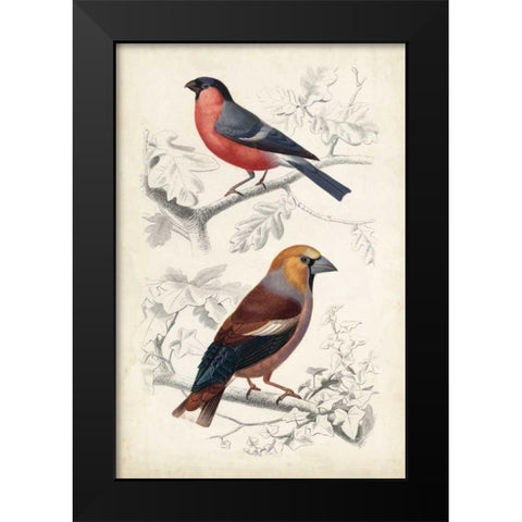 D Orbigny Birds IV Black Modern Wood Framed Art Print by D Orbigny, M. Charles