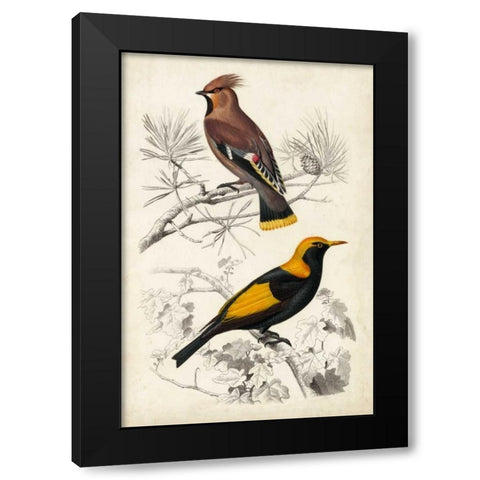 DOrbigny Birds V Black Modern Wood Framed Art Print with Double Matting by D Orbigny, M. Charles