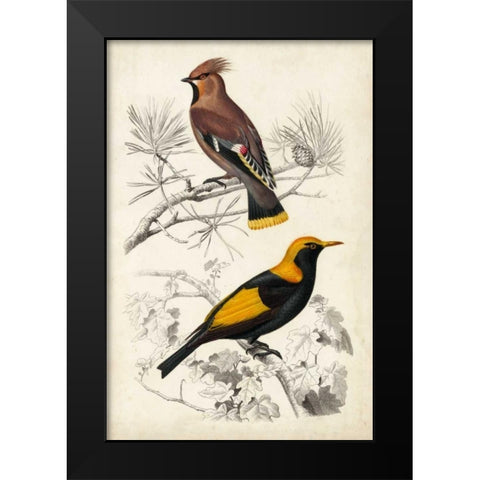 DOrbigny Birds V Black Modern Wood Framed Art Print by D Orbigny, M. Charles