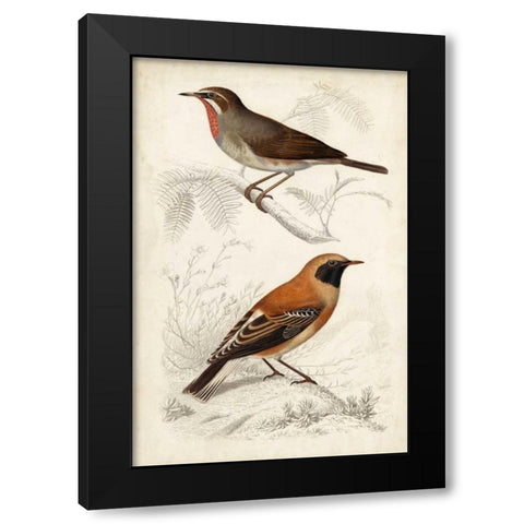 D Orbigny Birds VI Black Modern Wood Framed Art Print with Double Matting by D Orbigny, M. Charles