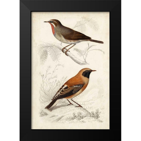 D Orbigny Birds VI Black Modern Wood Framed Art Print by D Orbigny, M. Charles