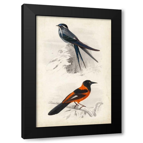 DOrbigny Birds VII Black Modern Wood Framed Art Print with Double Matting by D Orbigny, M. Charles