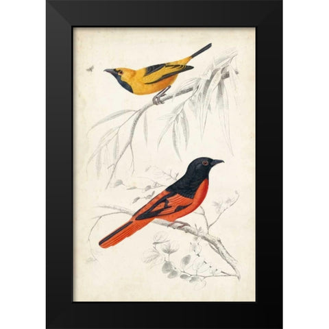DOrbigny Birds VIII Black Modern Wood Framed Art Print by D Orbigny, M. Charles