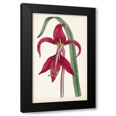 Curtis Garden Beauties I Black Modern Wood Framed Art Print by Curtis