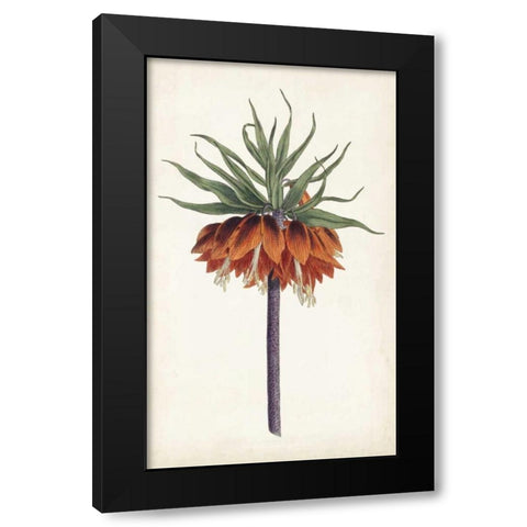 Curtis Garden Beauties II Black Modern Wood Framed Art Print with Double Matting by Curtis