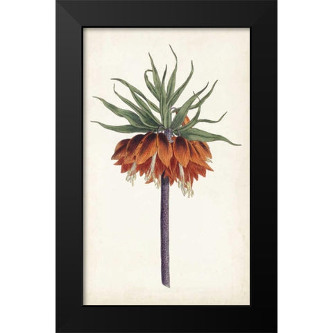 Curtis Garden Beauties II Black Modern Wood Framed Art Print by Curtis