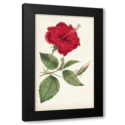 Curtis Garden Beauties III Black Modern Wood Framed Art Print by Curtis