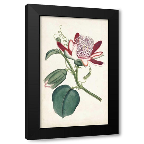 Curtis Garden Beauties IV Black Modern Wood Framed Art Print with Double Matting by Curtis