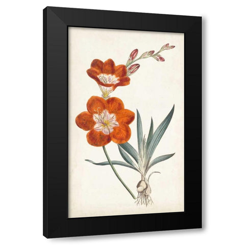 Curtis Garden Beauties V Black Modern Wood Framed Art Print with Double Matting by Curtis