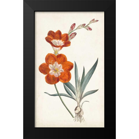 Curtis Garden Beauties V Black Modern Wood Framed Art Print by Curtis