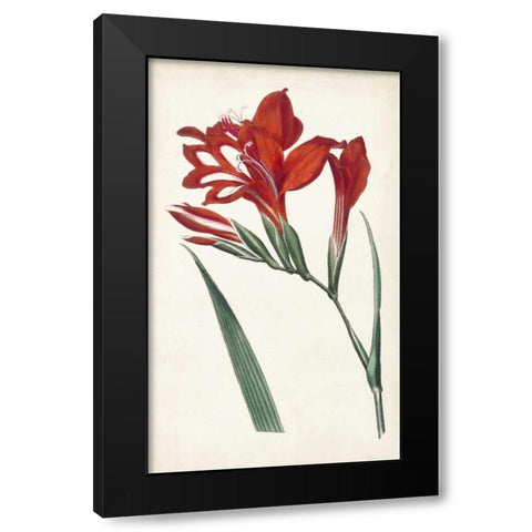 Curtis Garden Beauties VI Black Modern Wood Framed Art Print with Double Matting by Curtis