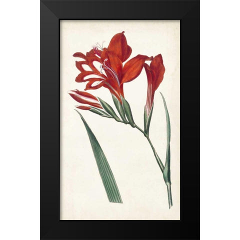 Curtis Garden Beauties VI Black Modern Wood Framed Art Print by Curtis