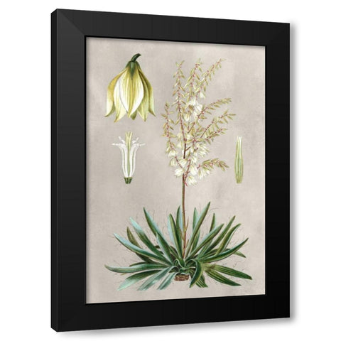 Tropical Varieties I Black Modern Wood Framed Art Print with Double Matting by Bessa, Pancrace
