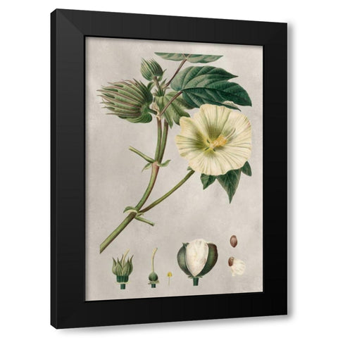 Tropical Varieties II Black Modern Wood Framed Art Print with Double Matting by Bessa, Pancrace