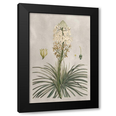 Tropical Varieties III Black Modern Wood Framed Art Print by Bessa, Pancrace