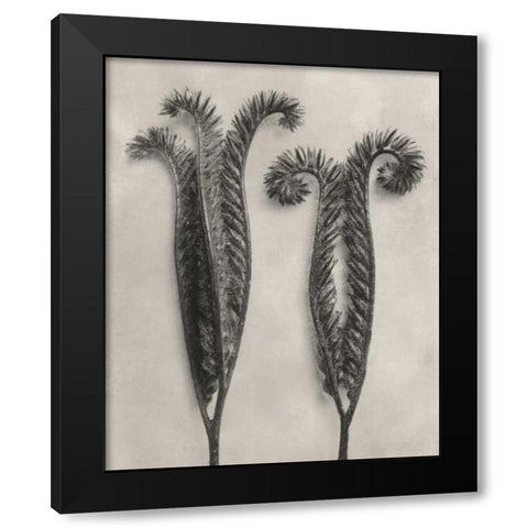 Blossfeldt Botanical II Black Modern Wood Framed Art Print by Blossfeldt, Karl