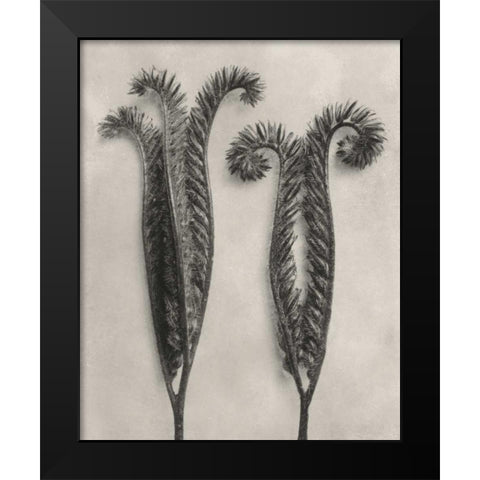 Blossfeldt Botanical II Black Modern Wood Framed Art Print by Blossfeldt, Karl