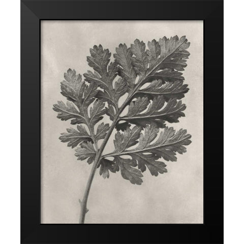 Blossfeldt Botanical III Black Modern Wood Framed Art Print by Blossfeldt, Karl