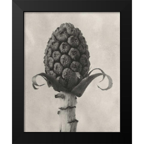 Blossfeldt Botanical IV Black Modern Wood Framed Art Print by Blossfeldt, Karl