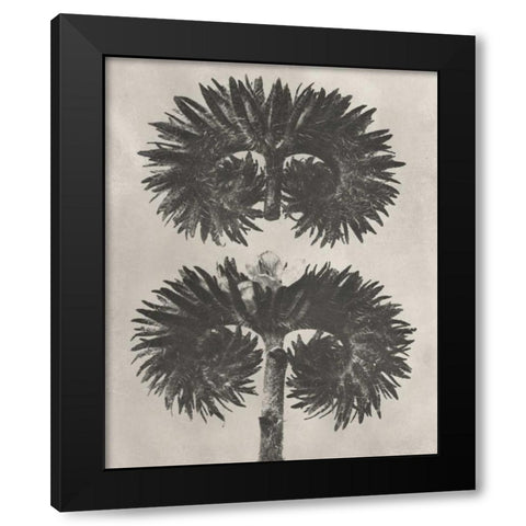 Blossfeldt Botanical V Black Modern Wood Framed Art Print by Blossfeldt, Karl