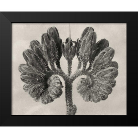 Blossfeldt Botanical VIII Black Modern Wood Framed Art Print by Blossfeldt, Karl