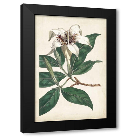 Ivory Garden I Black Modern Wood Framed Art Print by Curtis