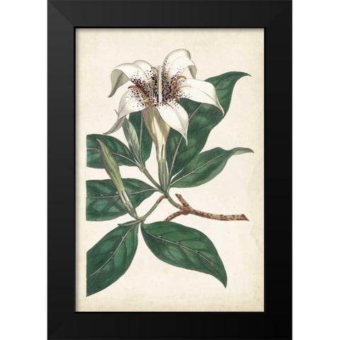 Ivory Garden I Black Modern Wood Framed Art Print by Curtis