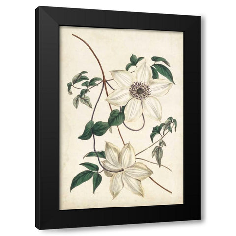 Ivory Garden II Black Modern Wood Framed Art Print by Curtis