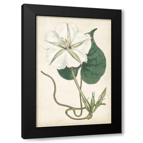 Ivory Garden III Black Modern Wood Framed Art Print with Double Matting by Curtis