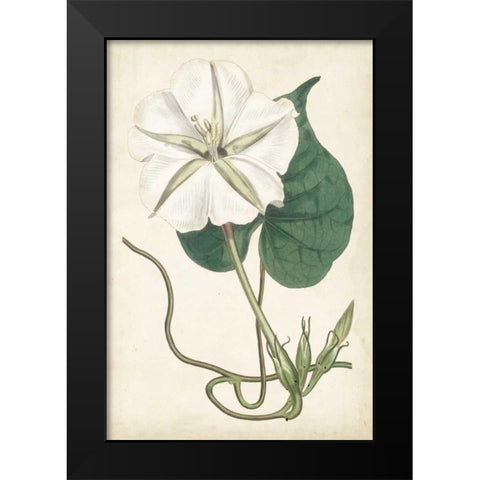 Ivory Garden III Black Modern Wood Framed Art Print by Curtis