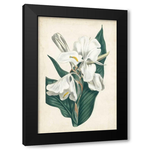 Ivory Garden IV Black Modern Wood Framed Art Print by Curtis